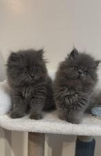 Perzische kitten ( katertje), Dieren en Toebehoren, Kater, Ontwormd