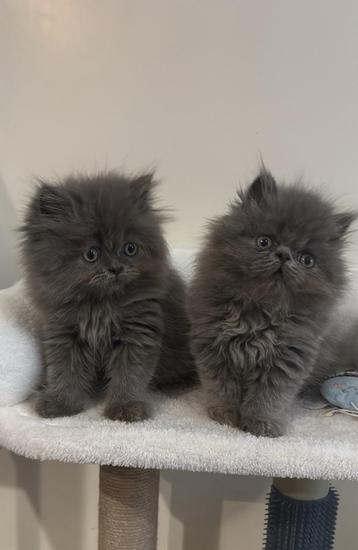 Perzische kitten ( katertje) beschikbaar voor biedingen