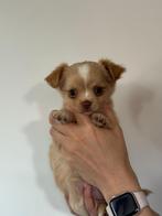 chihuahua teefje langharig mag verhuizen., Dieren en Toebehoren, Honden | Chihuahua's en Gezelschapshonden, Rabiës (hondsdolheid)