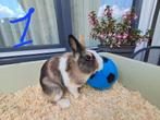 Konijnen., Dieren en Toebehoren, Konijnen, Meerdere dieren, Klein, 0 tot 2 jaar