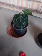 Anthurium Clarinervium, Ophalen of Verzenden, Halfschaduw, Minder dan 100 cm