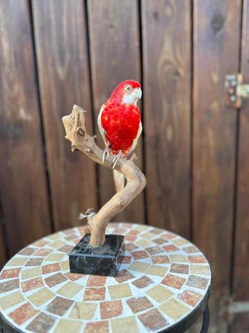 Opgezette pracht rosella beschikbaar voor biedingen