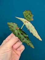 Begonia Ampuioxus, Ophalen of Verzenden, Halfschaduw, Minder dan 100 cm