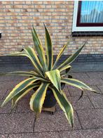 Grote Agave - Blikvanger voor Tuin/Terras!, Volle zon, Vaste plant, Bloeit niet, Ophalen