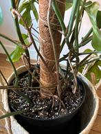 Monstera Variegata XXL, Huis en Inrichting, Kamerplanten, Ophalen, Overige soorten, Halfschaduw, 150 tot 200 cm