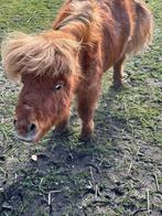 5 sterren huis gezocht voor lieve shetland pony  Charlie, Dieren en Toebehoren, Paarden en Pony's | Dekhengsten en Fokmerries
