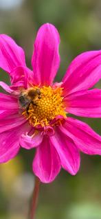 Dahlia 51, Ophalen, Overige soorten, Volle zon