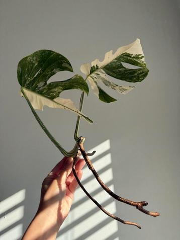 Monstera Albo Variegata Cutting beschikbaar voor biedingen