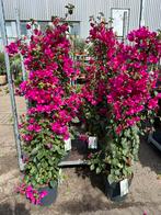 Bougainvillea, Tuin en Terras, Zomer, Ophalen of Verzenden, Overige soorten, Volle zon