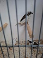 Trio Japanse meeuwen, Dieren en Toebehoren, Vogels | Overige Vogels, Meerdere dieren