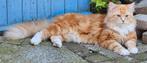 Siberische kater stamboom en getest hcm pkd  (NIET TE KOOP), 0 tot 2 jaar