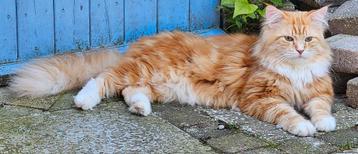 Siberische kater stamboom en getest hcm pkd  (NIET TE KOOP) beschikbaar voor biedingen