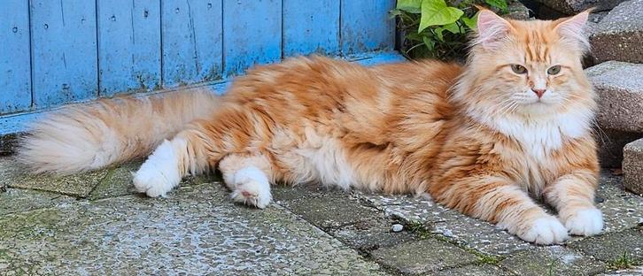 Siberische kater stamboom en getest hcm pkd  (NIET TE KOOP), Dieren en Toebehoren, Katten en Kittens | Dekkaters, 0 tot 2 jaar