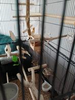 Kooi en 5 kanaries  en toebehoren, Meerdere dieren