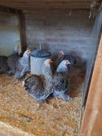Te koop, Dieren en Toebehoren, Pluimvee, Vrouwelijk, Kip