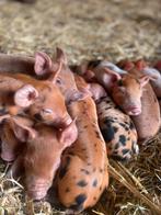 Biggen Berkshire x husumer, Dieren en Toebehoren, Vrouwelijk, Varken