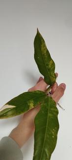 Philodendron caramel marble variegata stekken, Huis en Inrichting, Kamerplanten, Overige soorten, Minder dan 100 cm, Ophalen of Verzenden