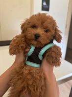 Exclusieve Maltipoo F1 pups, Overige rassen, 8 tot 15 weken, Parvo, Meerdere