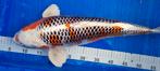 HQ Kujaku Yagenji Female  53cm koi, Karper of Koi