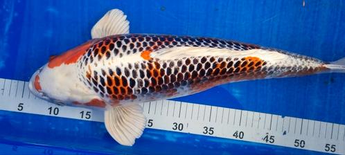 HQ Kujaku Yagenji Female  53cm koi, Dieren en Toebehoren, Vissen | Vijvervissen, Karper of Koi