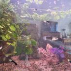 Guppies, Dieren en Toebehoren, Vissen | Aquariumvissen, Vis, Zoetwatervis, Schoolvis
