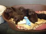 Chocobruine   labradorpups, Dieren en Toebehoren, Honden | Retrievers, Spaniëls en Waterhonden, België, CDV (hondenziekte), 8 tot 15 weken