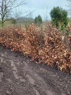 Beuken voor de haag , haagbeuk , beukenhaag, Ophalen, Beukenhaag, 100 tot 250 cm