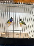 Koppel Gouldamadines, Dieren en Toebehoren, Vogels | Overige Vogels, Meerdere dieren, Tropenvogel, Geringd