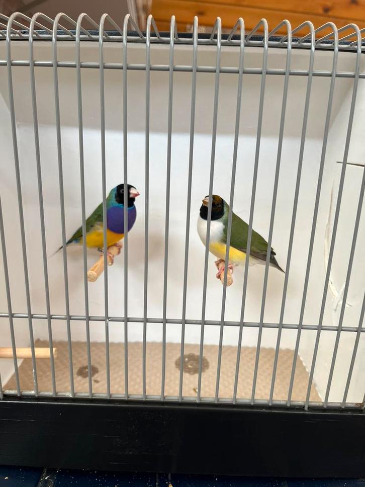 Koppel Gouldamadines, Dieren en Toebehoren, Vogels | Overige Vogels, Tropenvogel, Meerdere dieren, Geringd