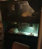 Terrarium 180x40x50 2 deks + opbergvak, moet snel weg., Dieren en Toebehoren, Reptielen en Amfibieën | Toebehoren, Ophalen