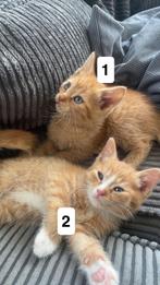 Kittens, Meerdere dieren, Kortharig