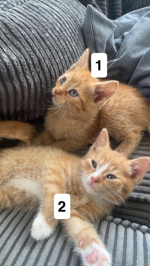 Kittens, Dieren en Toebehoren, Katten en Kittens | Overige Katten, Kortharig, Meerdere dieren