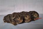 Twee jonge Ch teddy zeugjes - choco otter, Vrouwelijk, Cavia, Na 1 juli 2024, Tam