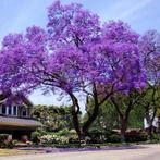 PAULOWNIA TOMENTOSA ZADEN, Tuin en Terras, Planten | Bomen, Ophalen of Verzenden, Zomer, Palmboom, Volle zon