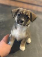 Prachtige vrolijke Jack Russell x Chihuahua pups, Dieren en Toebehoren, Honden | Chihuahua's en Gezelschapshonden, 8 tot 15 weken