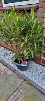 Oleander met pot, Tuin en Terras, Planten | Tuinplanten, Ophalen