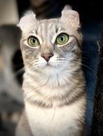 American curl | jonge poezen | lief | stamboom | gezond, Dieren en Toebehoren, Katten en Kittens | Overige Katten, Poes