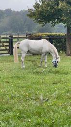 Lieve 10 jarige Welsh B Pony te koop, Zadelmak, 7 tot 10 jaar, B pony (1.17m tot 1.27m), Recreatiepony