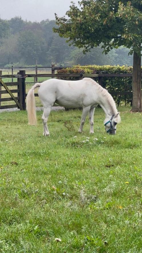 Lieve 10 jarige Welsh B Pony te koop, Dieren en Toebehoren, Pony's, Merrie, Zadelmak, B pony (1.17m tot 1.27m), Recreatiepony