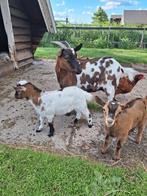 Dwerggeit met jonkies, jonge moeder met bokje en geitje, Meerdere dieren, Geit