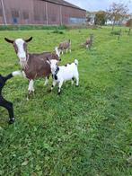 Mooie Nederlandse bonte bok, Dieren en Toebehoren, Schapen, Geiten en Varkens, Mannelijk, Geit, 0 tot 2 jaar