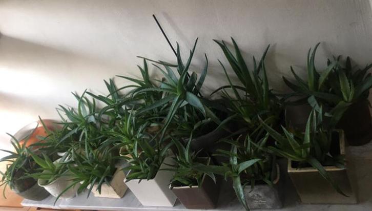 Diverse stekjes van bio Aloe Vera gel of in de bloempotten, Huis en Inrichting, Kamerplanten, Vetplant, Minder dan 100 cm, Bloeiende kamerplant
