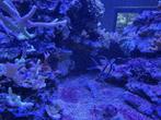 Selling saltwater fish, shrimp and urchins, Ophalen, Zo goed als nieuw, Plant(en), Steen of Hout