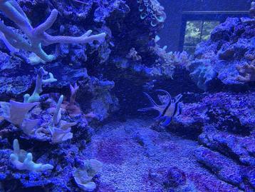 Selling saltwater fish, shrimp and urchins beschikbaar voor biedingen