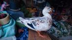 GEZOCHT!!: Dode vogels voor taxidermie (uit de kweek), Dieren en Toebehoren, Januari, Meerdere dieren