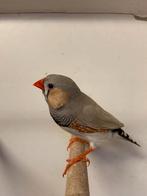 zebravinken mannen 4 verschillende kleurslagen, Dieren en Toebehoren, Vogels | Overige Vogels, Mannelijk