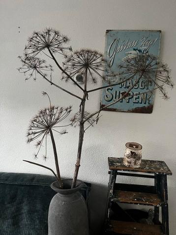 2 Berenklauwen beschikbaar voor biedingen