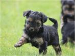 Knappe Morkie pups!, Dieren en Toebehoren, Meerdere, 8 tot 15 weken, Meerdere dieren, Fokker | Professioneel
