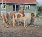 Shetlander(s), Dieren en Toebehoren, Pony's, Meerdere dieren, Niet van toepassing, Gechipt, 3 tot 6 jaar