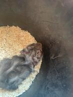 Cavia, Dieren en Toebehoren, Cavia, Augustus, Mannelijk, Tam